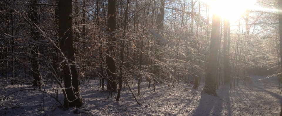 Wald im Winter mit Schnee