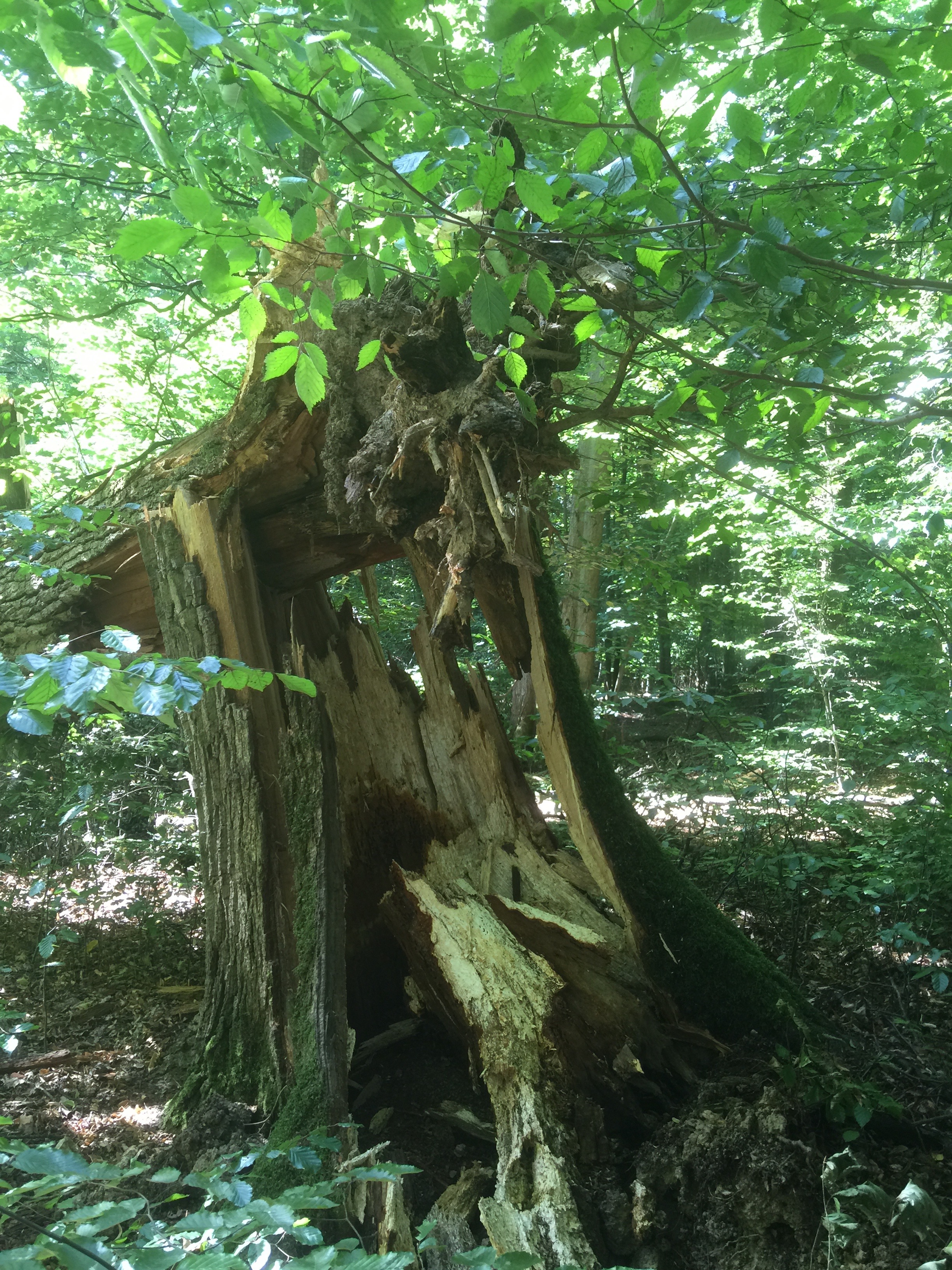 Windbruch zentrale Wurzelstockfäule