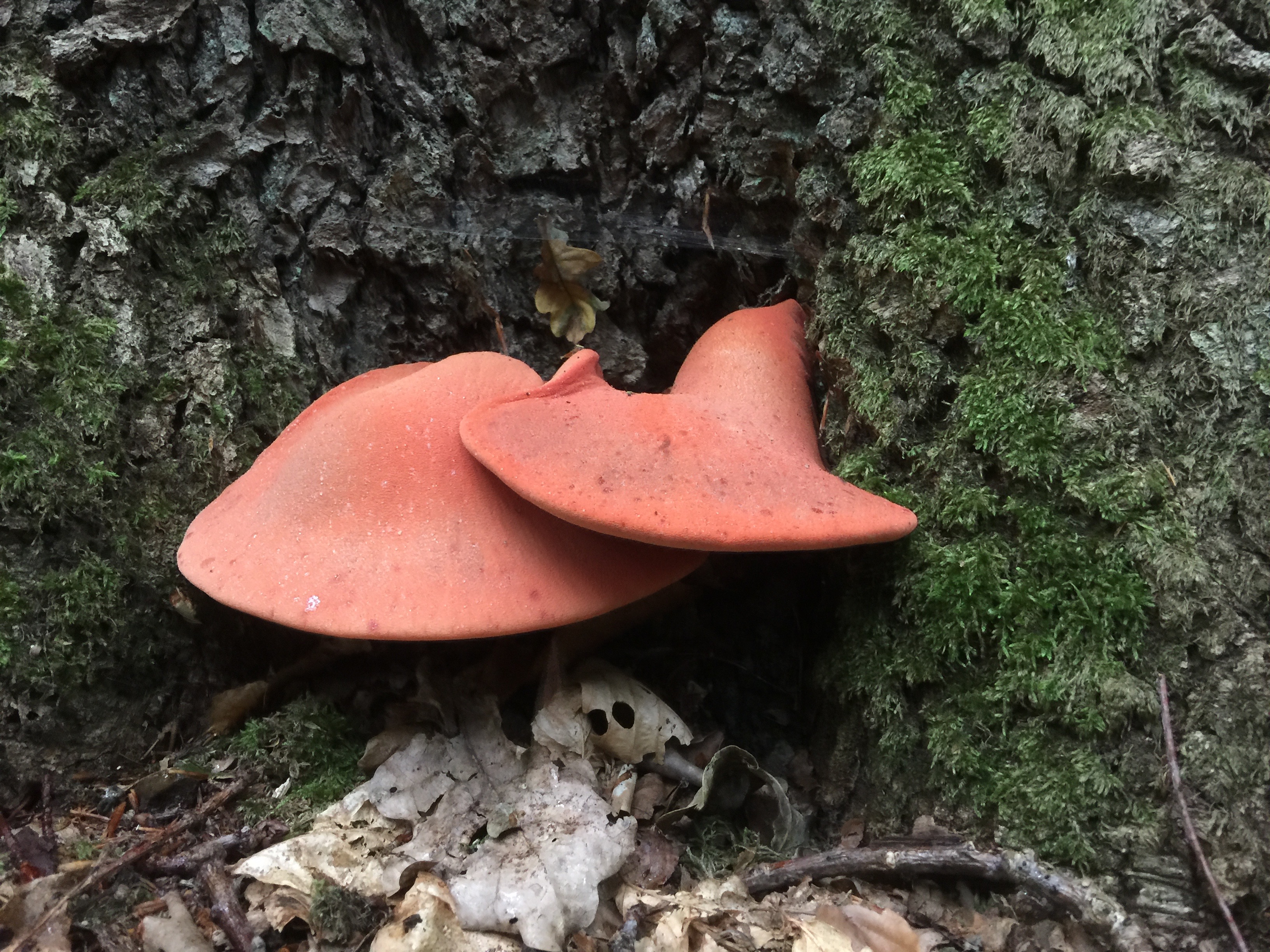 Ochsenzunge Pilz Stammfuß