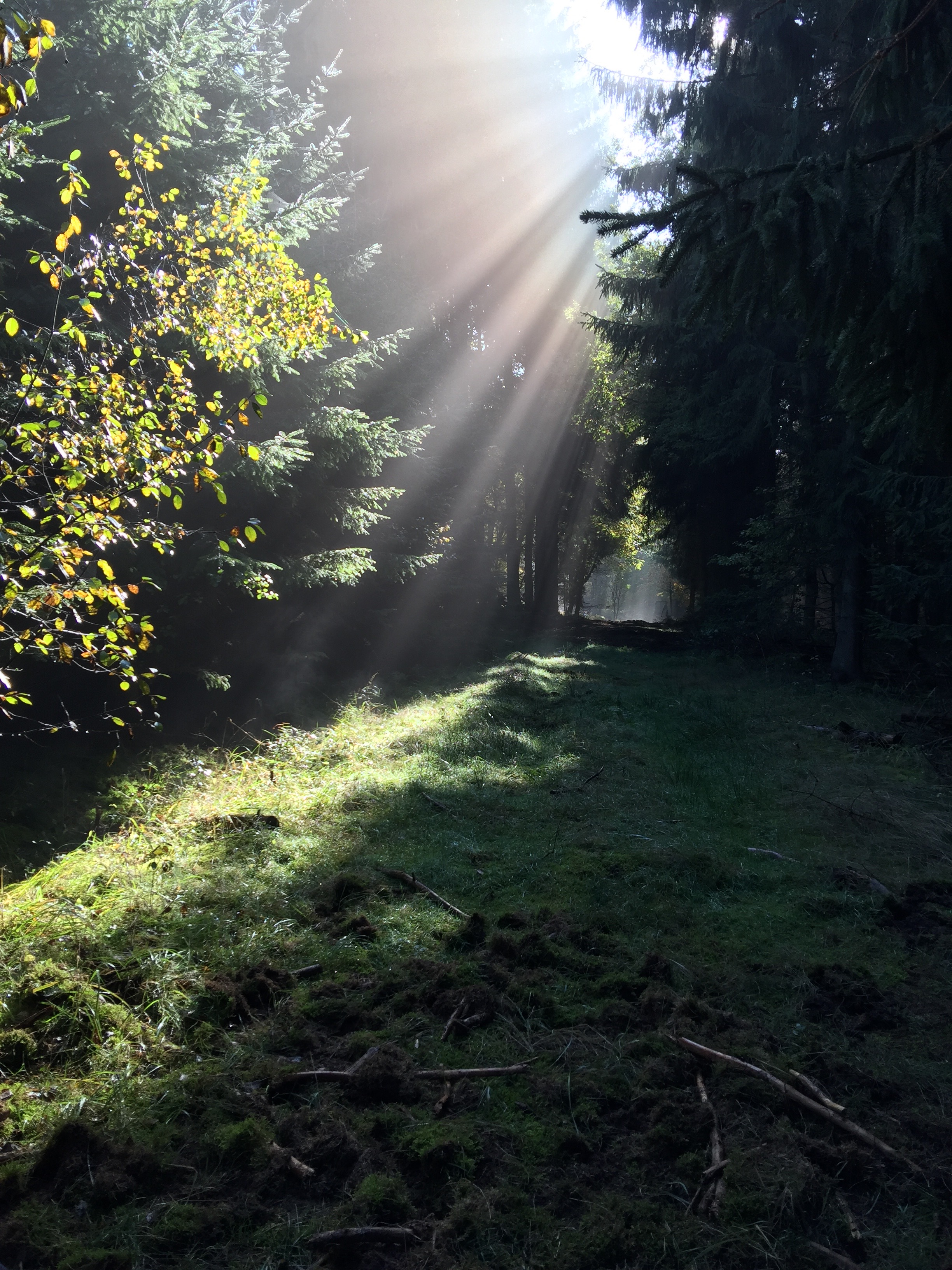 Sonnenaufgang im Wald