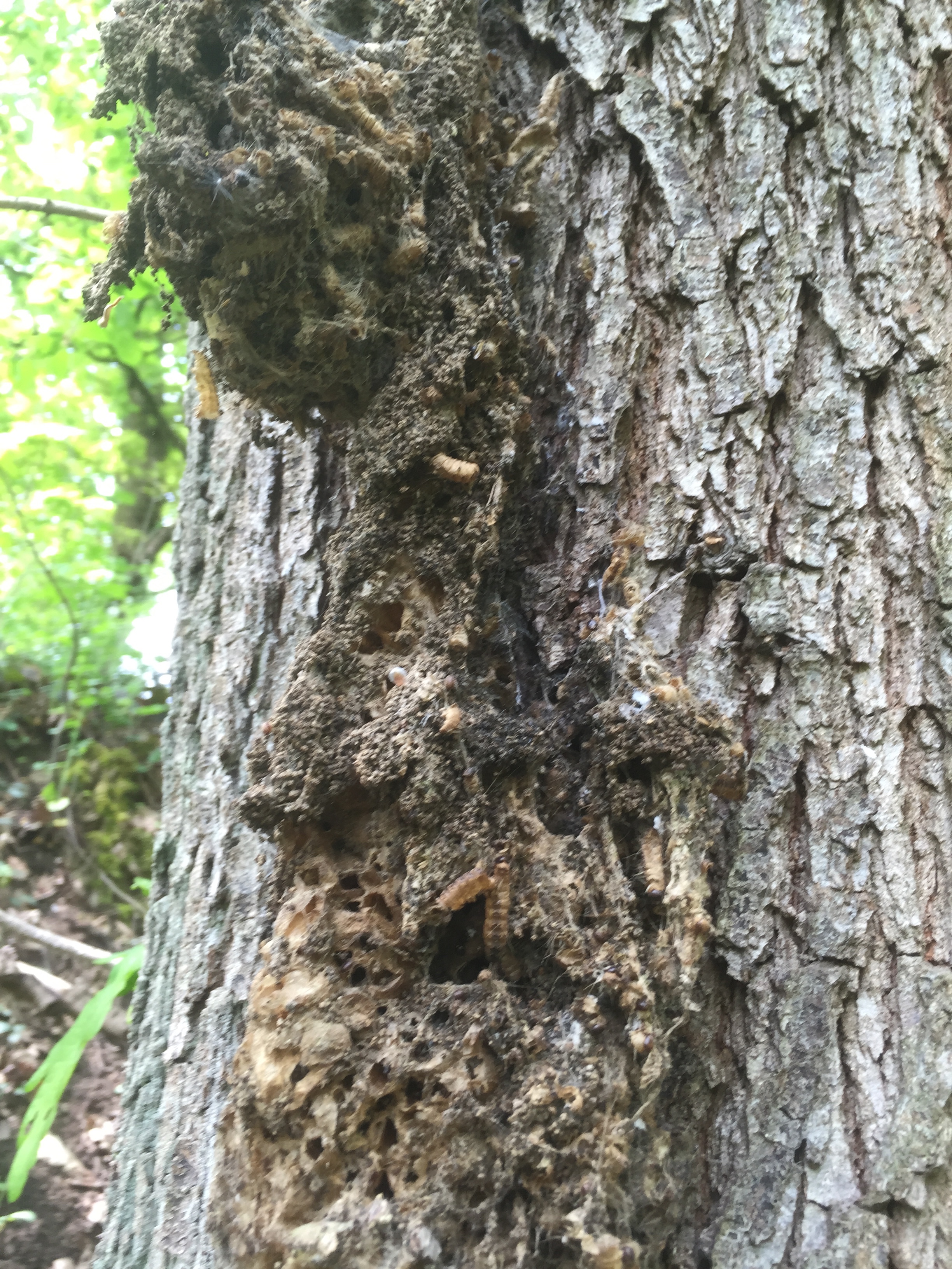 Eichenprozessionsspinner Nest