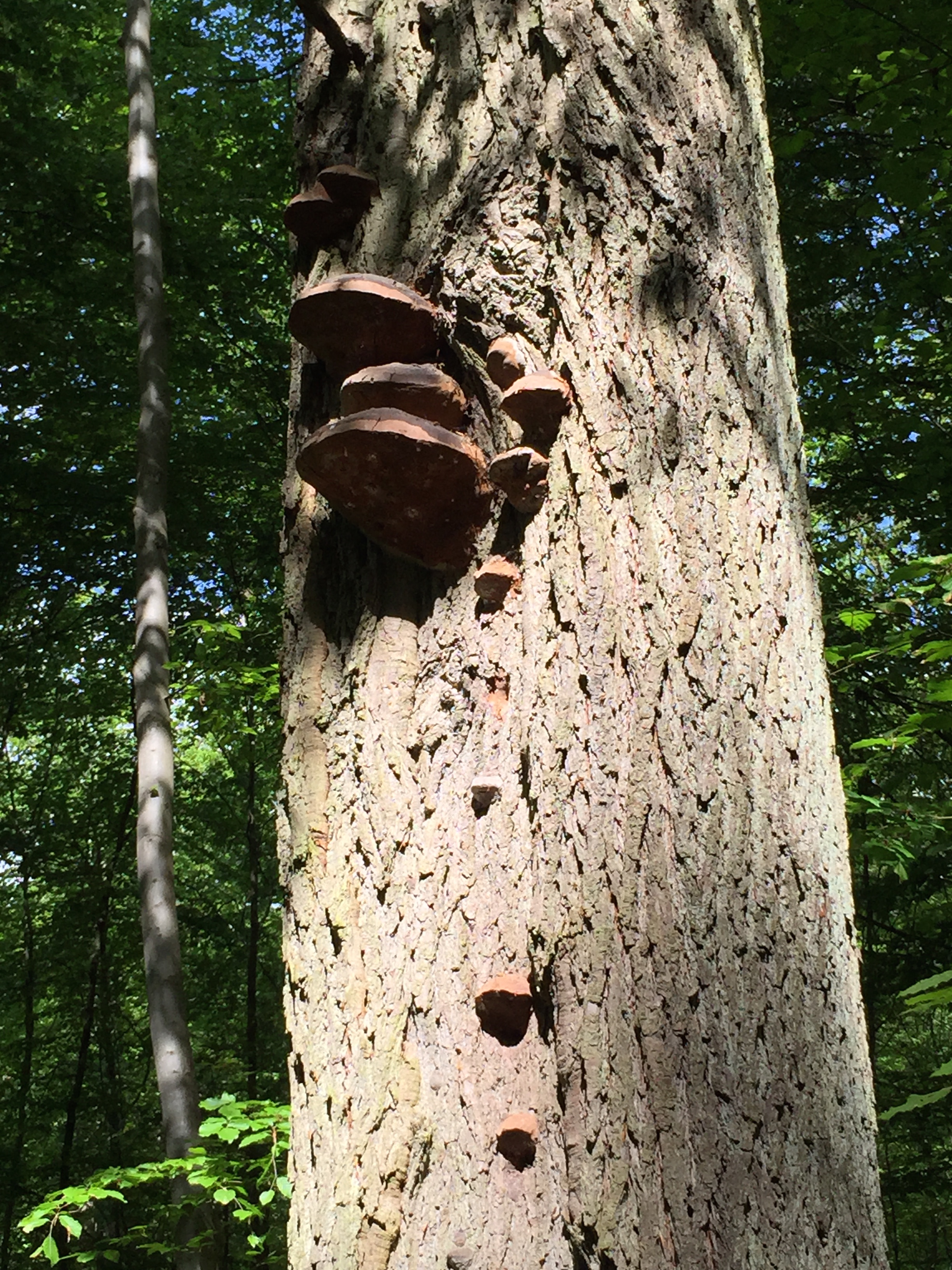 Pilz an Stammkörper